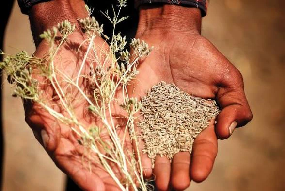 Cumin — In application