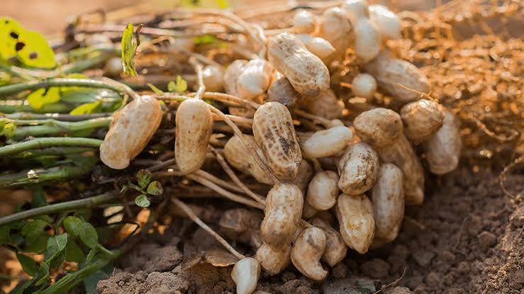Peanut — In application